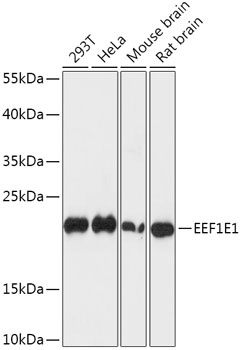 EEF1E1 Antibody