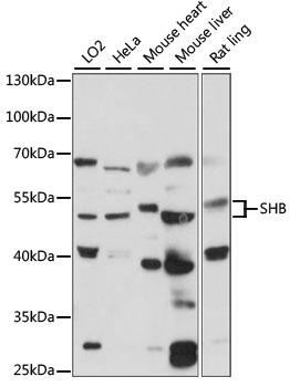 SHB Antibody