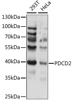 PDCD2 Antibody