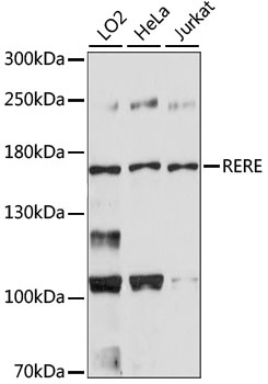 RERE Antibody