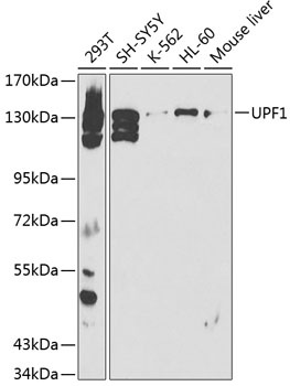 UPF1 Antibody