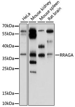 RRAGA Antibody