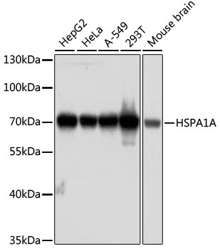 HSPA1A Antibody [1B10F3]