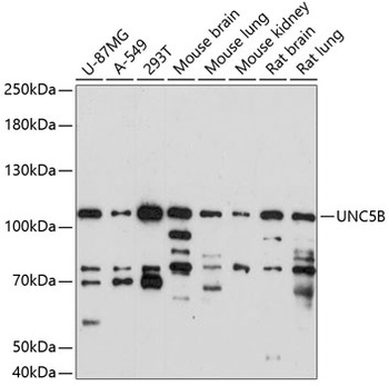 UNC5B Antibody