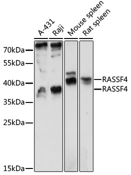 RASSF4 Antibody