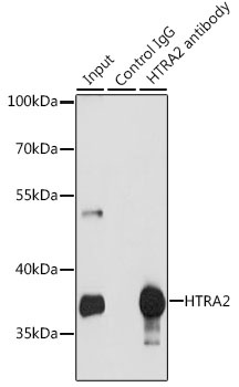 HTRA2 Antibody