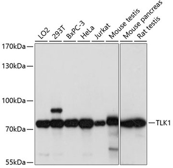 TLK1 Antibody