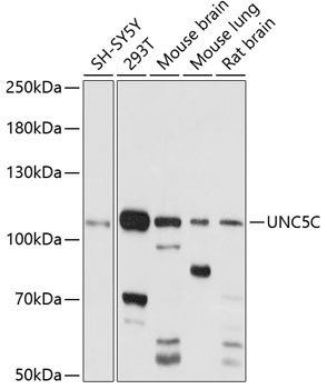 UNC5C Antibody