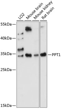 PPT1 Antibody