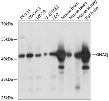 GNAQ Antibody