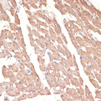 ADRA1A Antibody