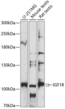 IGF1R Antibody
