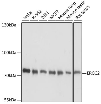 ERCC2 Antibody