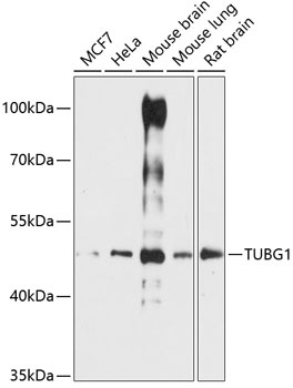 TUBG1 Antibody