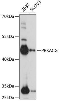 PRKACG Antibody