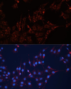 GNAI2 Antibody