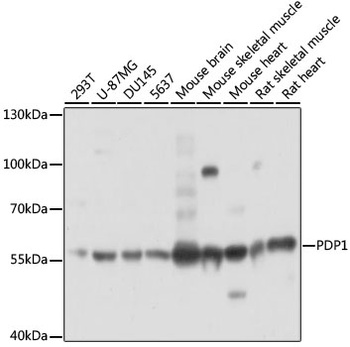 PDP1 Antibody