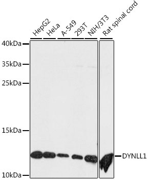 DYNLL1 Antibody