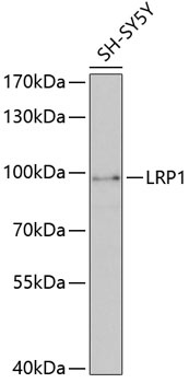 LRP1 Antibody