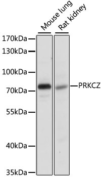 PRKCZ Antibody