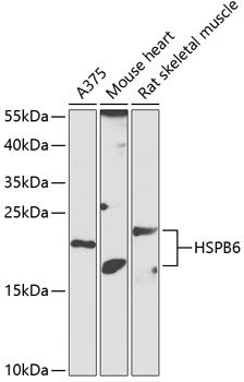 HSPB6 Antibody