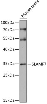 SLAMF7 Antibody