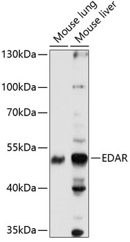 EDAR Antibody