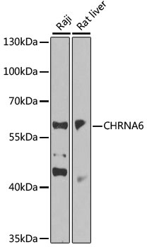 CHRNA6 Antibody