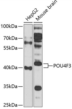 POU4F3 Antibody