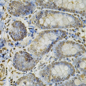IFI16 Antibody