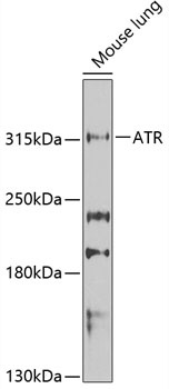 ATR Antibody