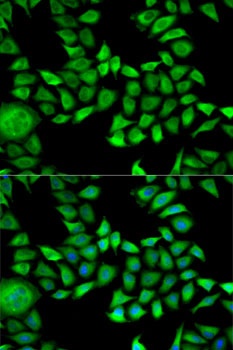 ANXA5 Antibody