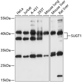 SUGT1 Antibody