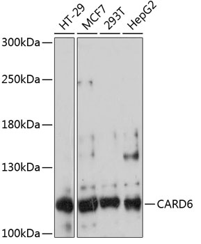 CARD6 Antibody