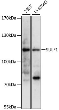 SULF1 Antibody
