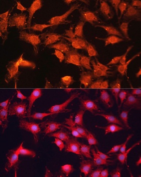 ABCB10 Antibody