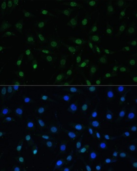 HSF1 Antibody