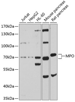 MPO Antibody