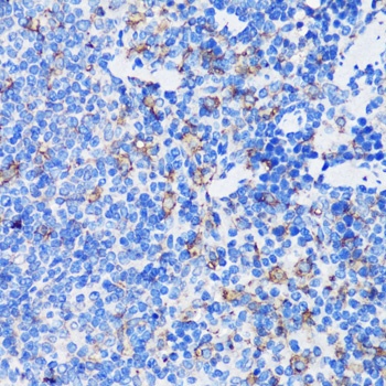 MPO Antibody