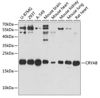 CRYAB Antibody