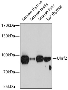 Uhrf2 Antibody