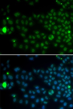 SPDYA Antibody