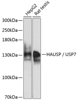 HAUSP / USP7 Antibody