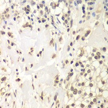 HAUSP / USP7 Antibody