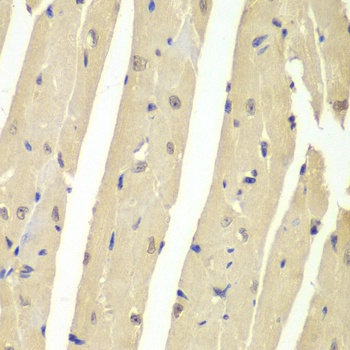 HAUSP / USP7 Antibody