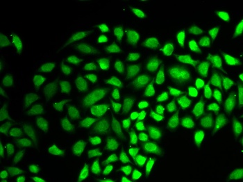 HAUSP / USP7 Antibody