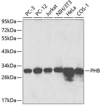 PHB Antibody
