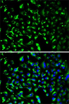 PHB Antibody