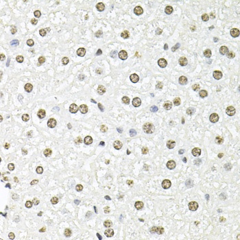FBL Antibody