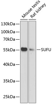 SUFU Antibody